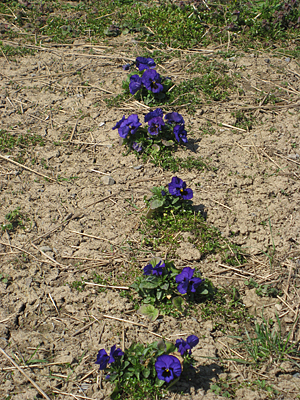 pansy mulched